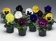 Виола Виттрока