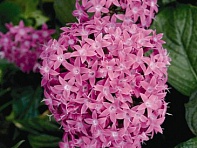 Пентас ланцетовидный (Kaleidoscope F1)