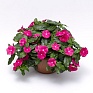 Катарантус розовый ампельный (Vinca rosea)