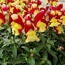 Львиный зев (Антирринум) большой (Antirrhinum majus)