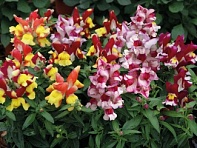 Львиный зев (Антирринум) большой (Snappy F1)