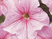 Петуния крупноцветковая (Dreams F1)