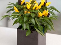 Перец летний (Zamora)