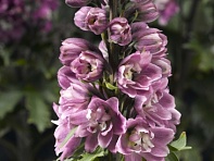 Дельфиниум высокий (генетически компактный) (Delphina)