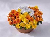 Виола виттрока