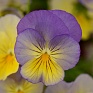 Виола виттрока ампельная (Viola wittrockiana)