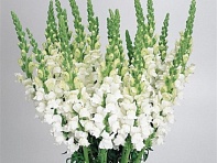 Львиный зев (Антирринум) большой (Cool F1)