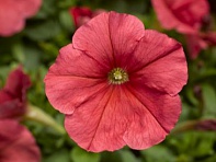 Петуния многоцветковая (генетически компактная) (Damask F1)