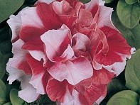 Петуния многоцветковая махровая (Duo F1)