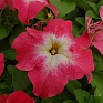 Петуния крупноцветковая (генетически компактная) (Petunia grandiflora)
