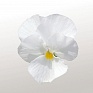 Виола рогатая (Viola cornuta)