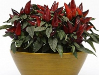 Перец летний (Wicked)