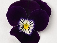 Виола рогатая (Admire F1)