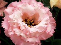 Лизиантус (Эустома) крупноцветковый (Corelli F1)