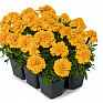 Бархатцы отклоненные (Tagetes patula)