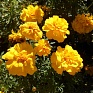 Бархатцы отклоненные (Tagetes patula)