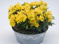 Космея сернисто-желтая (Limara)