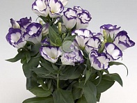 Лизиантус (Эустома) крупноцветковый (Carmen F1)