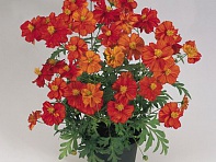 Космея сернисто-желтая (Cosmic)