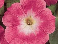 Петуния многоцветковая (Mirage F1)