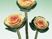 Декоративная капуста (Crane F1)