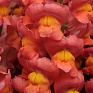 Львиный зев (Антирринум) большой (Antirrhinum majus)