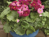 Примула обратноконическая (Libre F1)