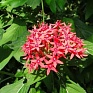 Пентас ланцетовидный (Pentas lanceolata)