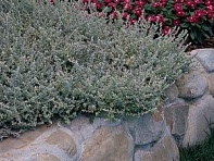 Бессмертник мелколистный (Silver Mist)