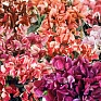 Горошек душистый (Lathyrus odoratus)