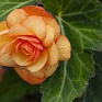 Бегония клубневая махровая ампельная (Begonia tuberhybrida)
