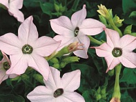 Табак крылатый (Saratoga F1)