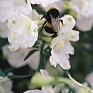 Дельфиниум крупноцветковый (Delphinium grandiflorum)