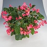 Бегония гибридная (зеленая листва) (Begonia benariensis)