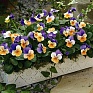 Виола рогатая (Viola cornuta)