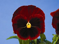 Виола Виттрока