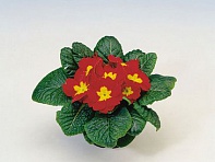 Примула бесстебельная (Pioneer F1)