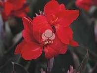 Канна садовая (Tropical)