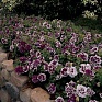 Петуния крупноцветковая махровая (Petunia hybrida)