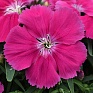 Гвоздика китайская (Dianthus chinensis)