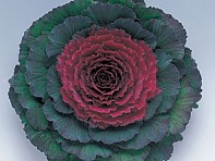 Декоративная капуста (Pigeon F1)