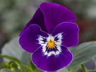 Виола рогатая (Bel Viso F1)