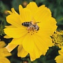 Космея сернисто-желтая (Cosmos sulphureus)