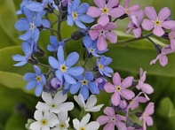 Незабудка лесная