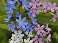 Незабудка лесная (Mon Amie)