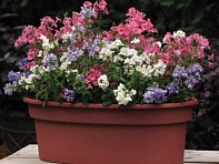 Немезия лазоревая (Poetry)