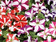 Петуния крупноцветковая (Tritunia F1)