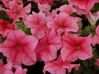 Петуния крупноцветковая (генетически компактная) (Limbo GP F1)