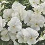 Виола Виттрока ампельная (Viola wittrockiana)