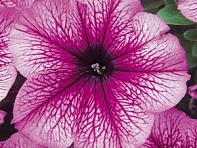 Петуния многоцветковая (Mirage F1)